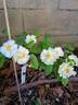 Queen of the Musks rose photo