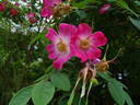 <I>R. moyesii</i> rose photo