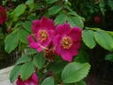 <I>R. moyesii</i> rose photo