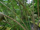 <I>R. moyesii</i> rose photo