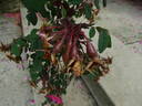 <I>R. moyesii</i> rose photo