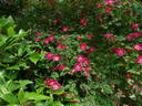 <I>R. moyesii</i> rose photo