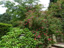 <I>R. moyesii</i> rose photo
