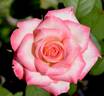 Vernon Rickard rose photo