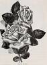 Madame Derepas-Matrat rose photo
