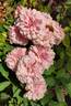 Annie Laurie McDowell rose photo
