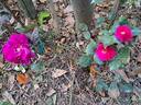 Elegance rose photo