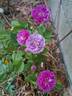 Allevia rose photo