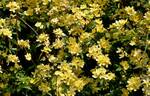 <i>Rosa banksiae</i> f. <i>lutescens</i> Voss rose photo