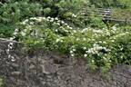 R. banksiae normalis rose photo