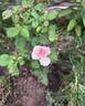 Pink O'Hara ™ rose photo