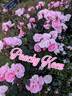 Peachy Keen rose photo