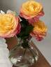 Warm Wishes rose photo