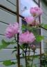 Honorine de Brabant rose photo
