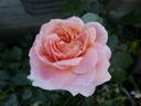 Cremosa ® rose photo