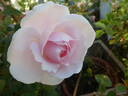 Caroline's Heart rose photo
