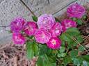 Allevia rose photo