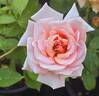 Curly Pink rose photo