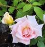 Curly Pink rose photo