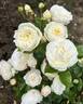 Artemis rose photo