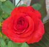 Camara ® rose photo