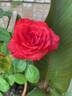 Camara ® rose photo