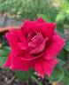 Flaming Peace rose photo