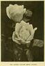 Betty Hulton rose photo