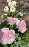Artemis rose photo