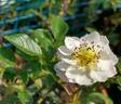 Fair Molly rose photo