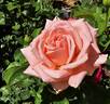 Heavenly Scented ™ rose photo