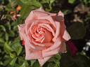 Heavenly Scented ™ rose photo