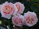 Cremosa ® rose photo