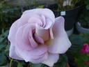 Blue Girl® rose photo