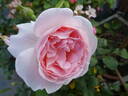 Caroline's Heart rose photo