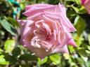 Maman Cochet rose photo