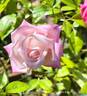 Maman Cochet rose photo