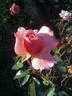 Fragrant Delight ® rose photo