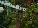 Bloomfield Abundance rose photo