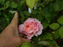 Bloomfield Abundance rose photo