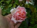 Bloomfield Abundance rose photo