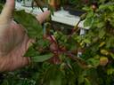 Bloomfield Abundance rose photo
