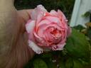 Bloomfield Abundance rose photo