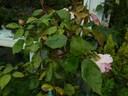 Bloomfield Abundance rose photo