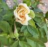 Full Sail rose photo