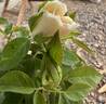 Full Sail rose photo