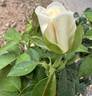 Full Sail rose photo