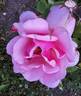 Betty Uprichard rose photo