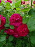 Thomas à Becket rose photo