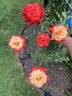 23-117-1 rose photo